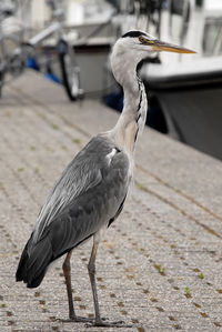 Close-up of gray heron perching