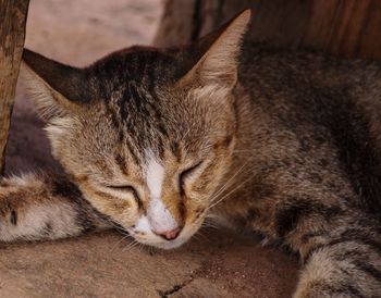 Close-up of cat sleeping