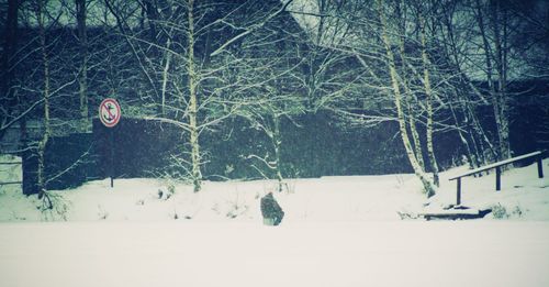 Bare trees in forest during winter