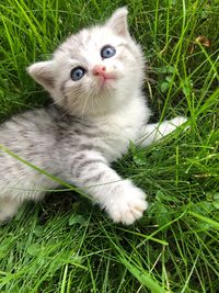 Portrait of a cat on grass