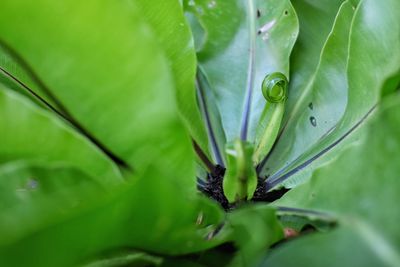 Close-up of wet plant