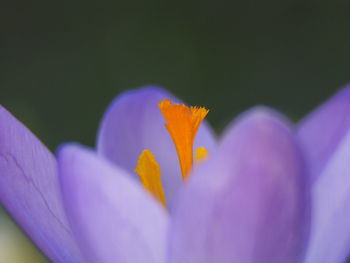 Close-up of purple crocus flower