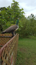 Bird perching on tree against sky