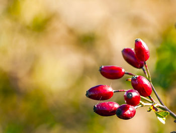 Close-up of red berries growing on tree