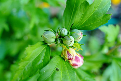 Close-up of berry on plant