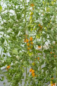 Close-up of orange flowering plant