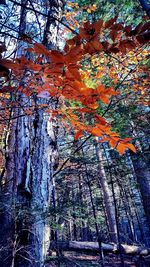 Autumnal leaves on tree trunk