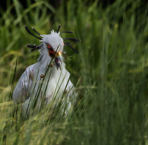 Close-up of butterfly on grass in field