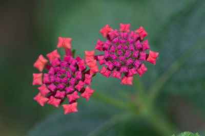 Close-up of pink flowering plant in park