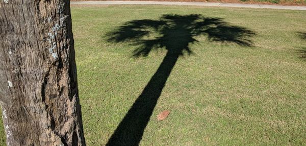 Shadow of tree on field