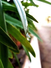 Close-up of snake on plant