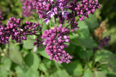 Close-up of pink flowering plant