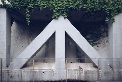 Low angle view of ivy on building