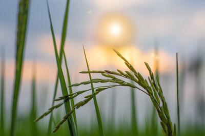 Close-up of crop growing on field during sunset