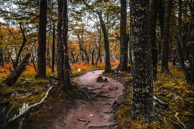 Trees in forest against sky