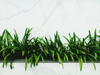 Plants growing on field against sky