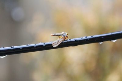 Close-up of dragonfly on metal fence