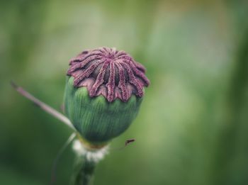 Close-up of pink flower bud