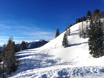 Snow covered pine trees against sky