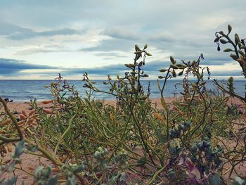 Scenic view of sea against sky