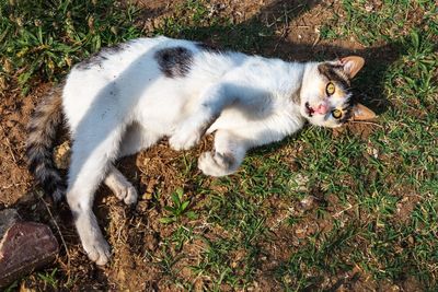 High angle view of cat relaxing on field