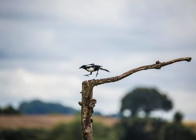 Bird perching on tree against sky