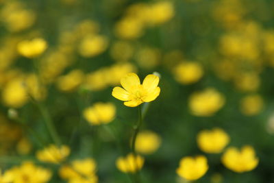 Close-up of yellow flower