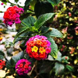 Close-up of pink flowers blooming outdoors