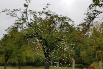 Close-up of wet tree against sky during rainy season