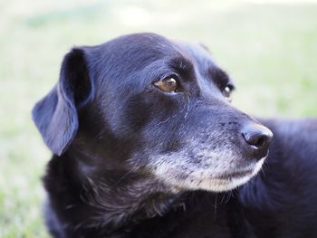 Close-up of dog looking away