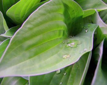 Close-up of green leaf