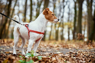 Woman with dog walk in autumn park