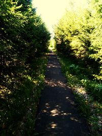 Footpath amidst trees in forest