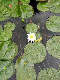 Lotus water lily in pond