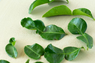 High angle view of fresh green leaves on table