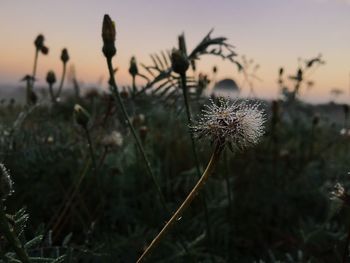 Close-up of plant growing on field