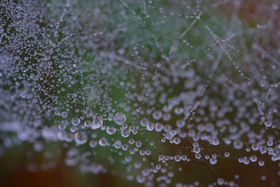 Close-up of water drops on spider web