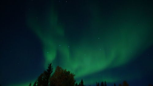 Low angle view of trees against sky at night