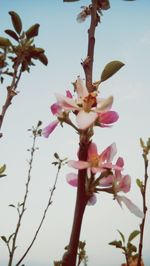 Low angle view of pink flower tree against sky