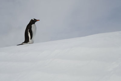 Side view of penguin on snow