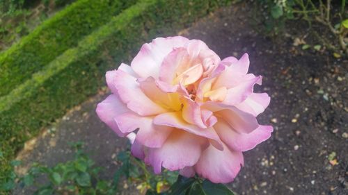 Close-up of pink flower