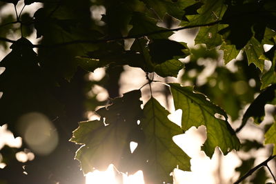 Low angle view of leaves on tree