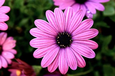 Close-up of pink flowers