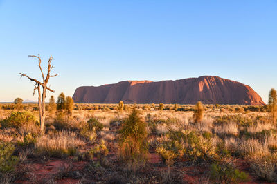 Plants growing on land against clear sky