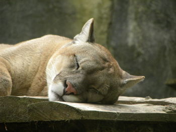Close-up of a sleeping cat