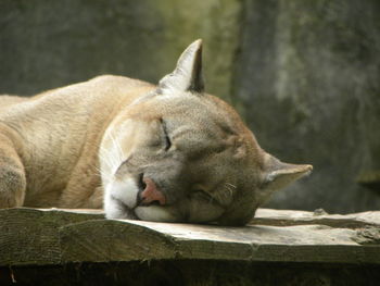 Close-up of a sleeping puma