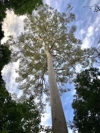 Low angle view of trees against sky