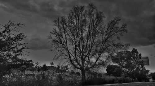 Bare trees against cloudy sky