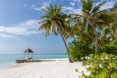 Palm trees on beach against sky