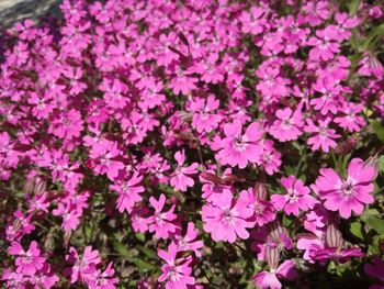 Close-up of pink flowering plants